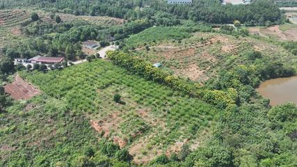 衡陽縣 荒山種下'搖錢樹'，萬畝金槐結'金米'