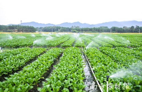 連州特產(chǎn)升級記 從地理標志農(nóng)產(chǎn)品到地理標志保護產(chǎn)品的跨越